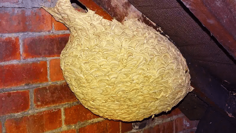 A Giant Hornet’s Nest