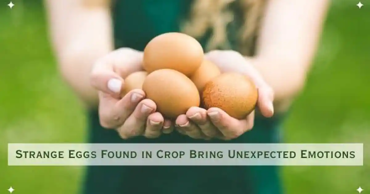 Farmer Discovers Lots Of Strange Eggs In His Crops – But Cries When They Hatch