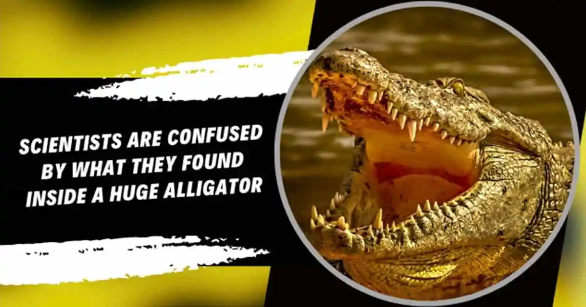 Scientists Are Confused By What They Found Inside A Huge Alligator