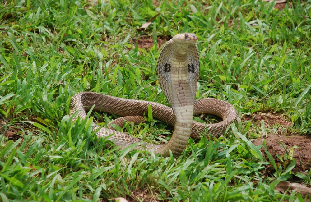 11 Venomous Indian Cobras Discovered in Missouri