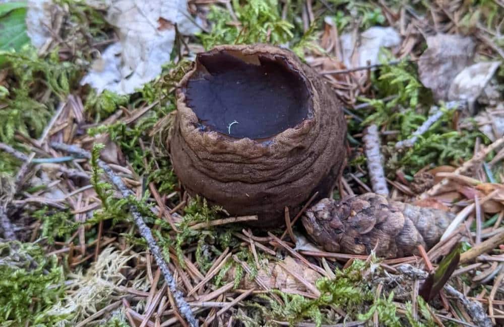  Discovery of Rare Mushroom in Canada is a Biology Mystery