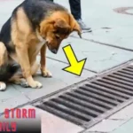 Dog Checks Storm Drain Daily - People Shocked When They Open It
