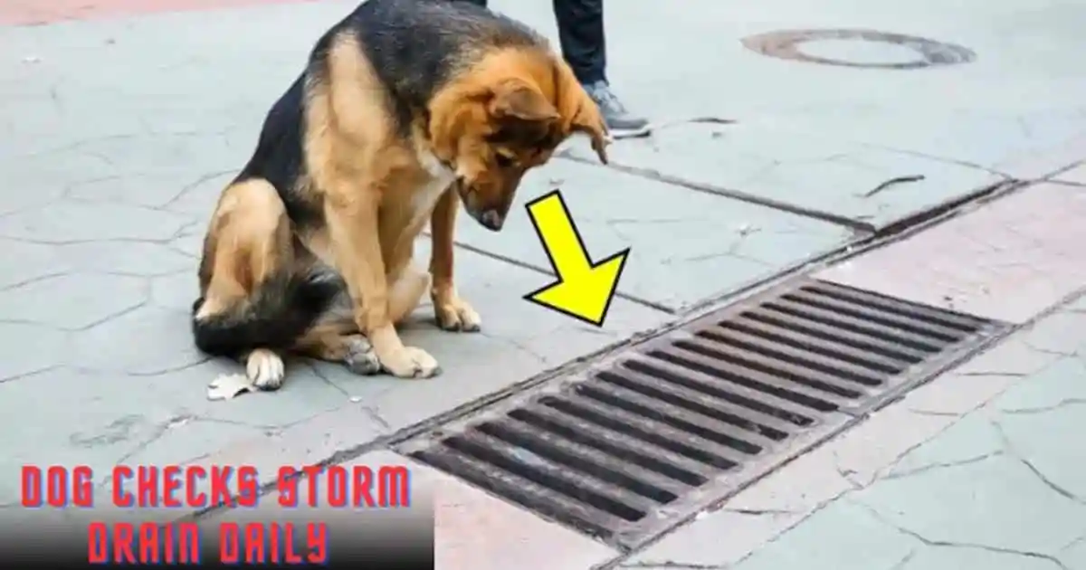 Dog Checks Storm Drain Daily - People Shocked When They Open It