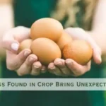 Farmer Discovers Lots Of Strange Eggs In His Crops – But Cries When They Hatch.
