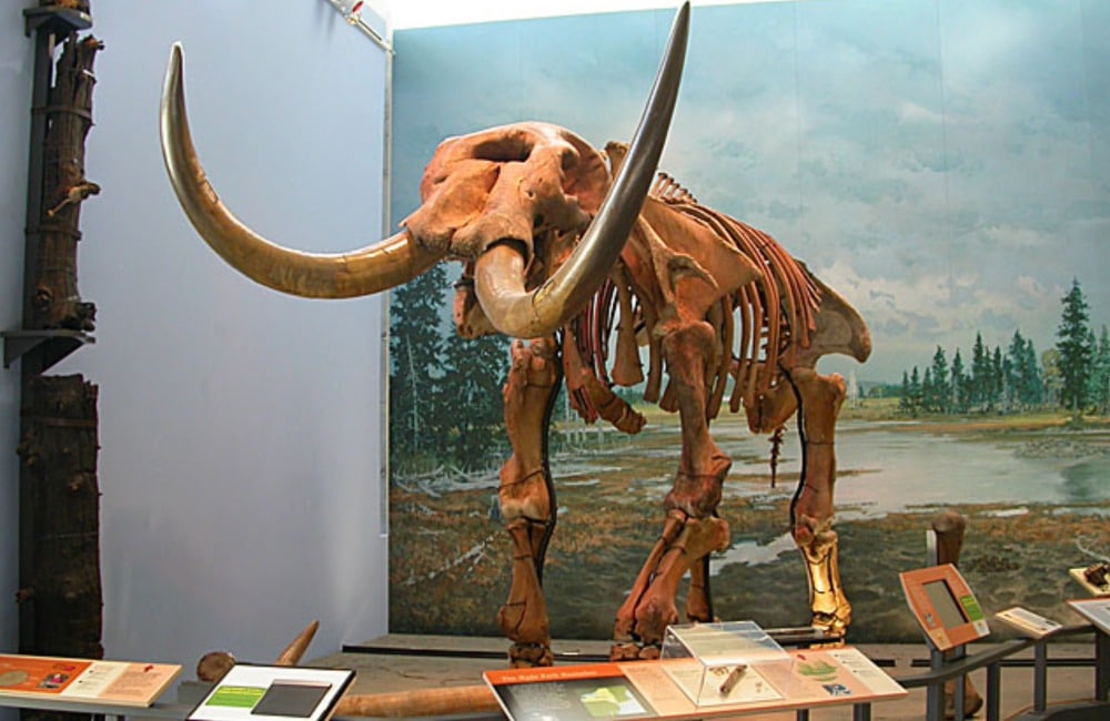 Mastodon Bones Found in New York Backyard Pond