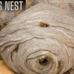 Pest Control Refused To Remove A Very Big Hornet’s Nest In Their Attic