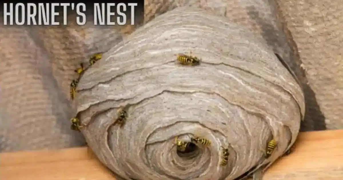 Pest Control Refused To Remove A Very Big Hornet’s Nest In Their Attic