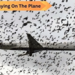 Pilot Cries When He Discovers Why Birds Kept Staying On The Plane