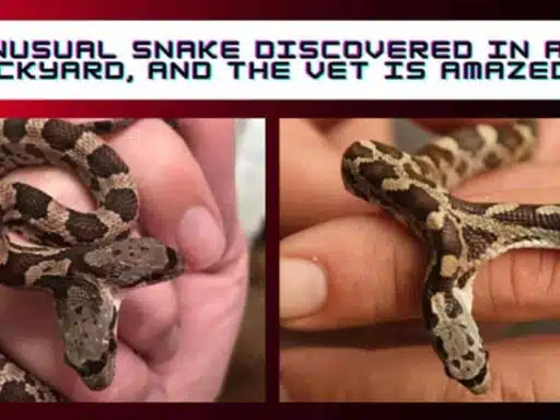 Unusual Snake Discovered In A Backyard, And The Vet Is Amazed!