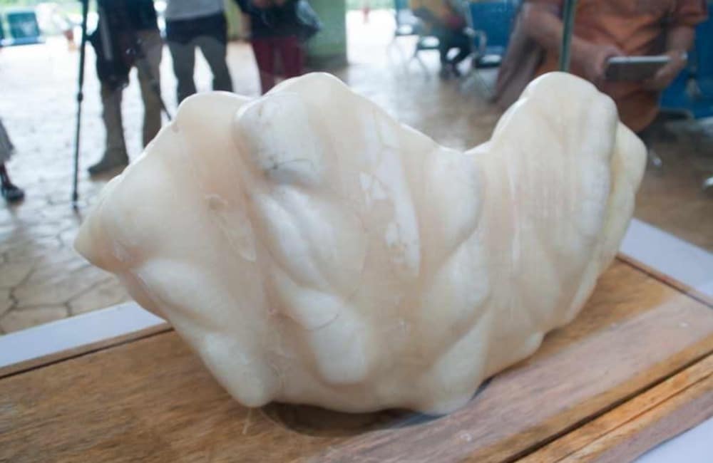 World’s Largest Pearl Found Hidden Under Bed for 10 Years